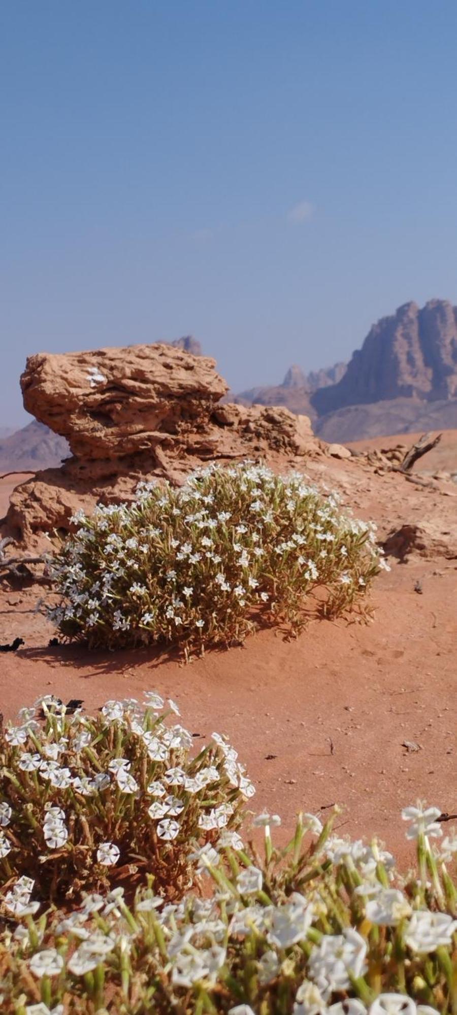 Wadi Rum1 Safari Camp Hotel Buitenkant foto